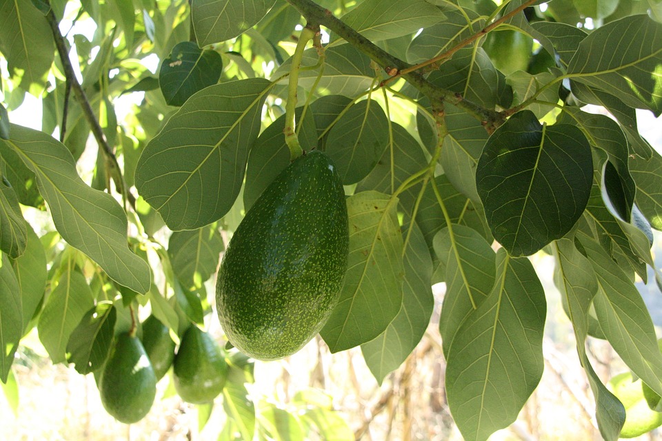 Descripción del árbol del aguacate por Viveros Grajera