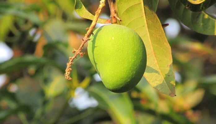 Venta y cultivo del árbol del Mango en Andalucía