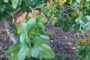Árbol del pistacho producción e información
