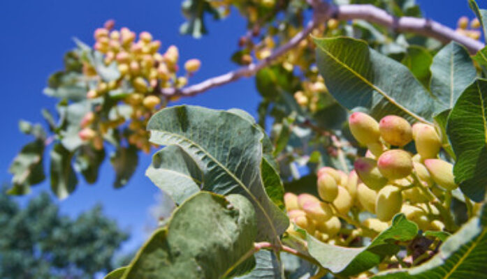 Claves para el éxito en el cultivo del pistacho