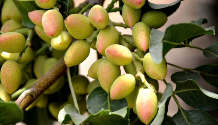 Cómo cosechar pistachos en Jaén