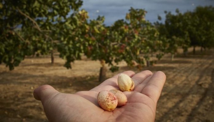 Cuánto cuesta cultivar pistachos