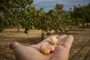 Cuánto cuesta cultivar pistachos