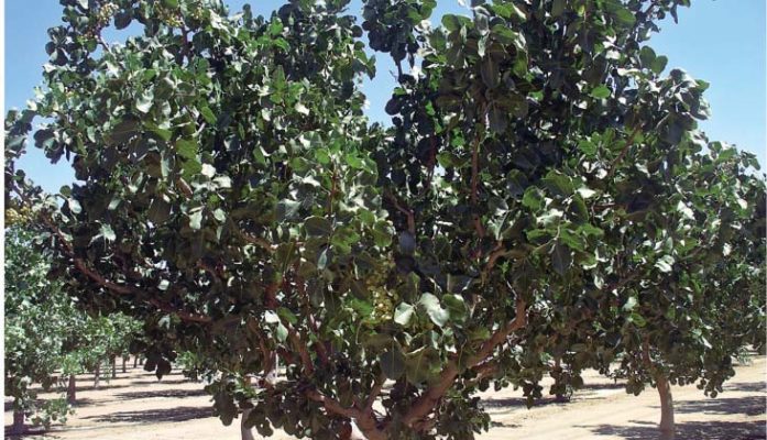 ¿Es rentable el cultivo de pistacho?