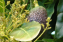 Cultivo de aguacates floración polinización y fructificación