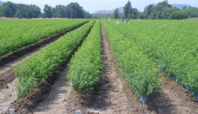 Invertir en agricultura en plantas de arándanos