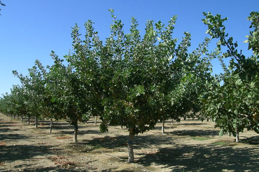 Como plantar el árbol del pistacho o pistachero algunos datos