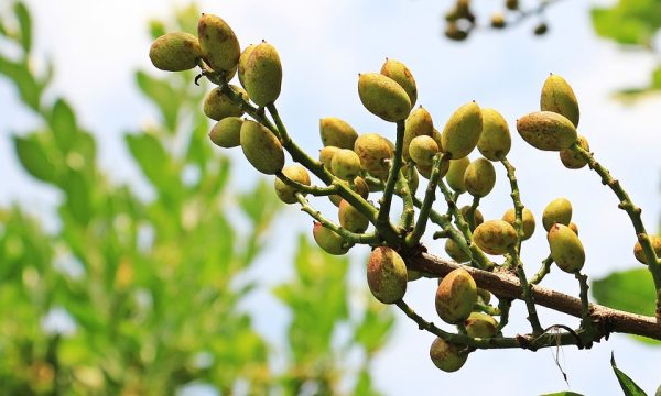 planta-de-pistacho